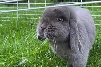 Mini lop