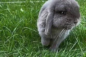 Mini lop, Podkarpackie, Przeworsk