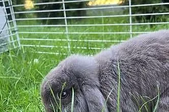 Mini lop, Podkarpackie, Przeworsk