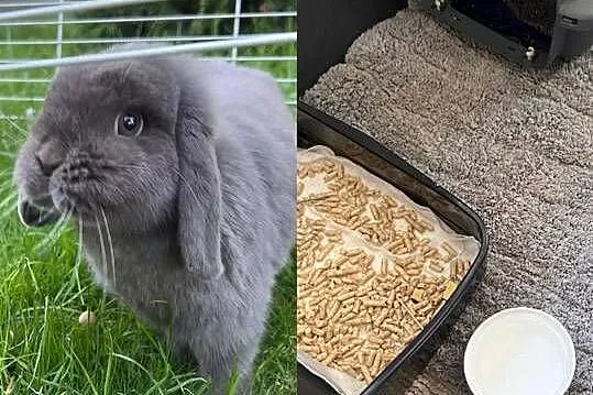 Mini lop, Podkarpackie, Przeworsk