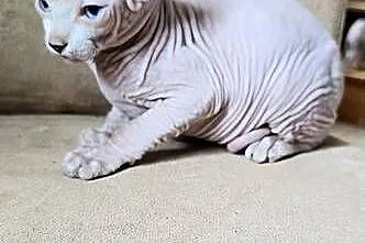Gotowy do odbioru! *BIAŁY* SFINKS SPH SPHYNX *domowa hodowla*, Dolnośląskie, Jaworzyna Śląska