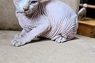 Gotowy do odbioru! *BIAŁY* SFINKS SPH SPHYNX *domowa hodowla*, Dolnośląskie, Jaworzyna Śląska