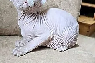 Gotowy do odbioru! *BIAŁY* SFINKS SPH SPHYNX *domowa hodowla*, Dolnośląskie, Jaworzyna Śląska