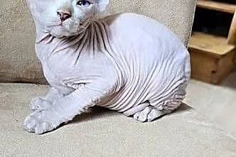 Gotowy do odbioru! *BIAŁY* SFINKS SPH SPHYNX *domowa hodowla*, Dolnośląskie, Jaworzyna Śląska
