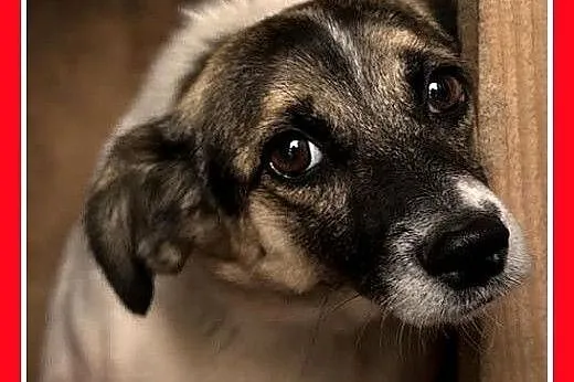 5kg,młoda 2 lata,wesoła,rezolutna,przyjazna suczka PCHEŁKA.Adopcja,  dolnośląskie Wrocław