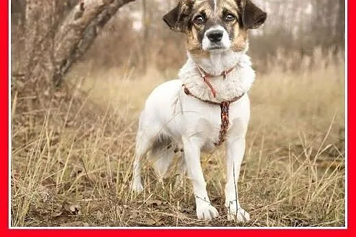 5kg,młoda 2 lata,wesoła,rezolutna,przyjazna suczka