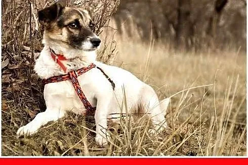 5kg,młoda 2 lata,wesoła,rezolutna,przyjazna suczka