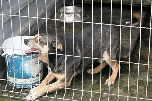 Pies Fafik-kto go wreszcie przygarnie ze schronisk
