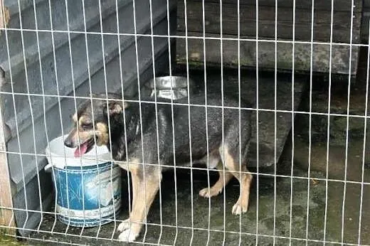 Pies Fafik-kto go wreszcie przygarnie ze schronisk