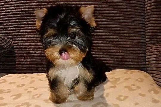 Yorschire Terrier