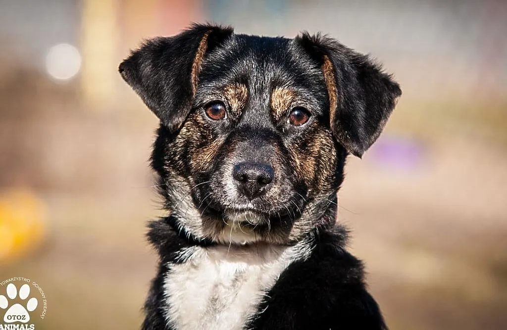 OTOZ Animals - Kaszka - cudowna, urocza, roczna suczka do pokochania!, Pomorskie, Tczew