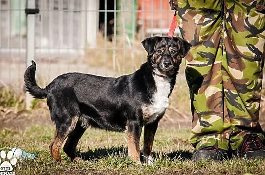 OTOZ Animals - Kaszka - cudowna, urocza, roczna suczka do pokochania!, Pomorskie, Tczew