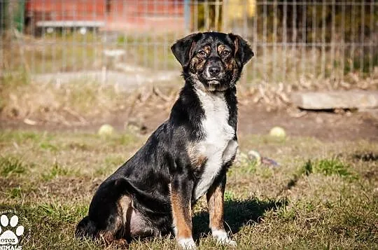 OTOZ Animals - Kaszka - cudowna, urocza, roczna suczka do pokochania!, Pomorskie, Tczew