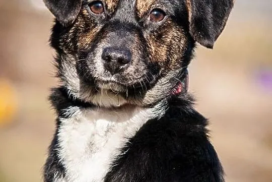 OTOZ Animals - Kaszka - cudowna, urocza, roczna suczka do pokochania!, Pomorskie, Tczew