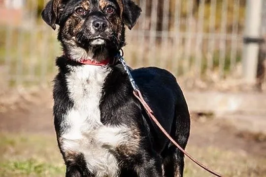 OTOZ Animals - Kaszka - cudowna, urocza, roczna suczka do pokochania!, Pomorskie, Tczew