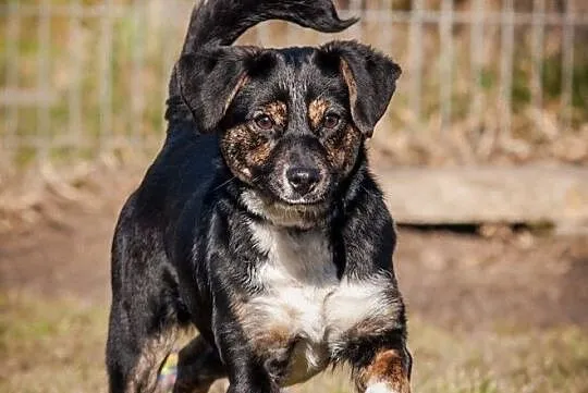 OTOZ Animals - Kaszka - cudowna, urocza, roczna suczka do pokochania!, Pomorskie, Tczew