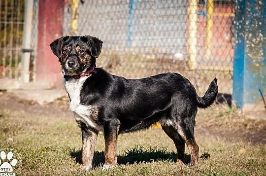 OTOZ Animals - Kaszka - cudowna, urocza, roczna suczka do pokochania!, Pomorskie, Tczew