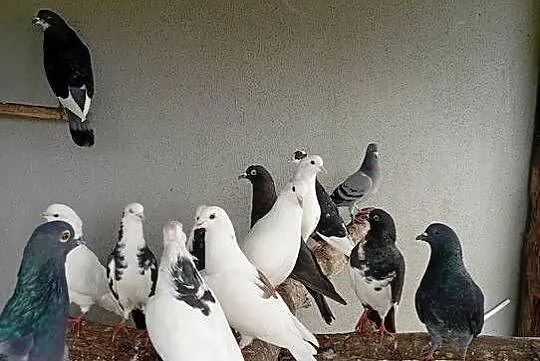 bIALE gołębie pocztowe, Lubuskie, Lubiszyn