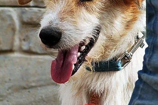 IRYS - psiak bardzo pozytywny - do adopcji,  Pozos