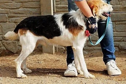 IRYS - psiak bardzo pozytywny - do adopcji,  Pozos