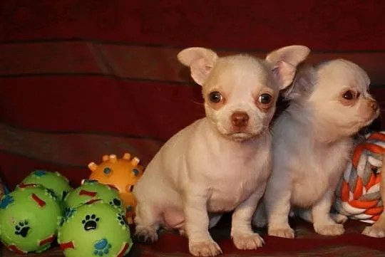 Chihuahua szczenięta