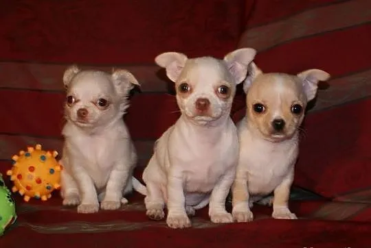 Chihuahua szczenięta