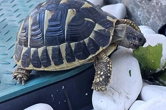 żółw Grecki Testudo hermanni zolw lądowy 2023 r. duży