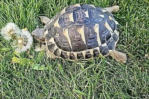 żółw Grecki Testudo hermanni zolw lądowy 2023 r. duży, Śląskie, Jastrzębie-Zdrój
