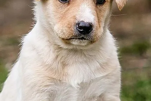 ERGO - kochany 7 tyg. BISZKOPTOWY SZCZEPNIAK do adopcji,  małopolskie Kraków