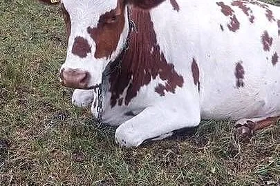 Krowa 3 lata