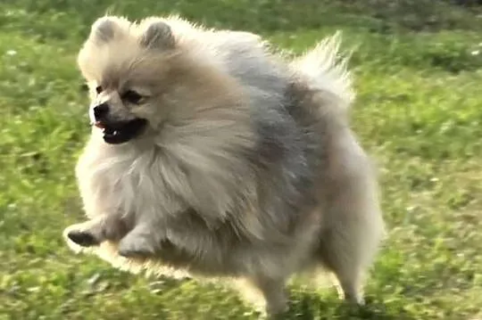 Pomeranian szpic miniaturowy zkwp FCI