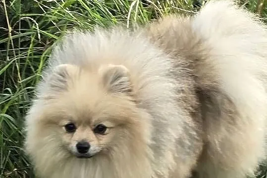 Pomeranian szpic miniaturowy zkwp FCI, Łódzkie, Piątkowisko