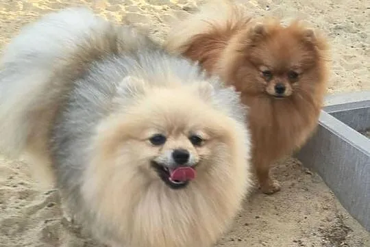 Pomeranian szpic miniaturowy zkwp FCI, Łódzkie, Piątkowisko