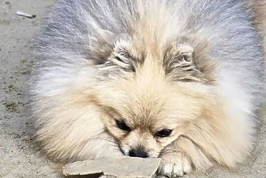 Pomeranian szpic miniaturowy zkwp FCI, Łódzkie, Piątkowisko