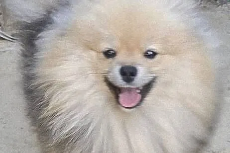 Pomeranian szpic miniaturowy zkwp FCI, Łódzkie, Piątkowisko