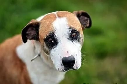 Żaba i Saba - cudowne siostry do adopcji