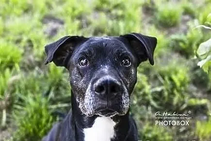 Żaba i Saba - cudowne siostry do adopcji