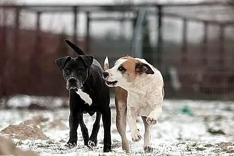 Żaba i Saba - cudowne siostry do adopcji
