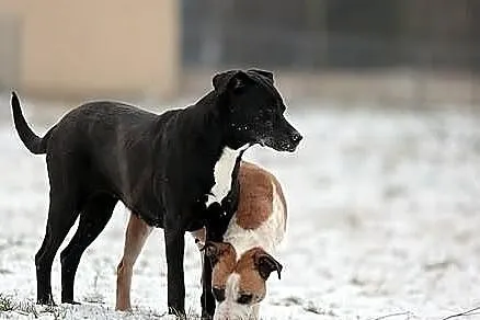 Żaba i Saba - cudowne siostry do adopcji