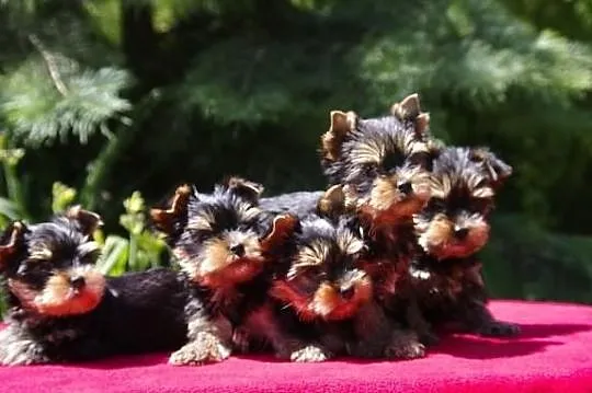 Yorkshire terrier szczenięta rodowodowe FCI, na MA
