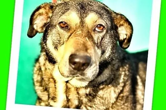 BODZIO-poczciwy,spokojny,grzeczny duży psiak,czip,ks.zdrowia.ADOPCJA