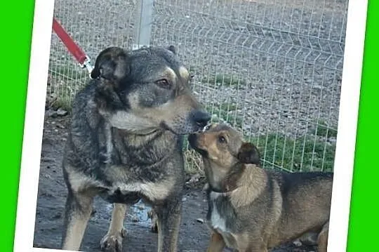 BODZIO-poczciwy,spokojny,grzeczny duży psiak,czip,