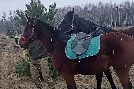 Klacz Polski Koń Sportowy SP, Lubelskie, Sewerynówka