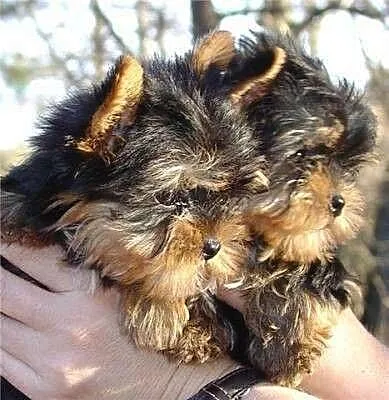 GRATIS szczeniaki yorkie na Adopcja_