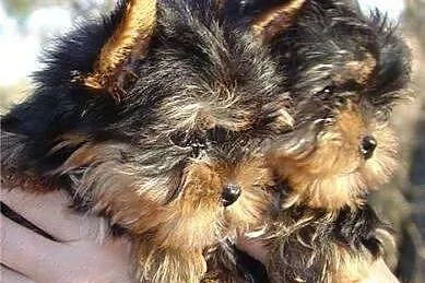 GRATIS szczeniaki yorkie na Adopcja_
