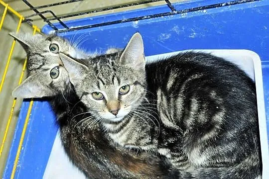 Koteczki: Pinezka i Śruba szukają domów