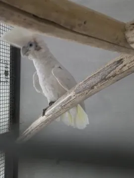 Na sprzedaż para Kakadu Mała Salomońska ( łac. Cacatua ducorpsii), , Rawicz