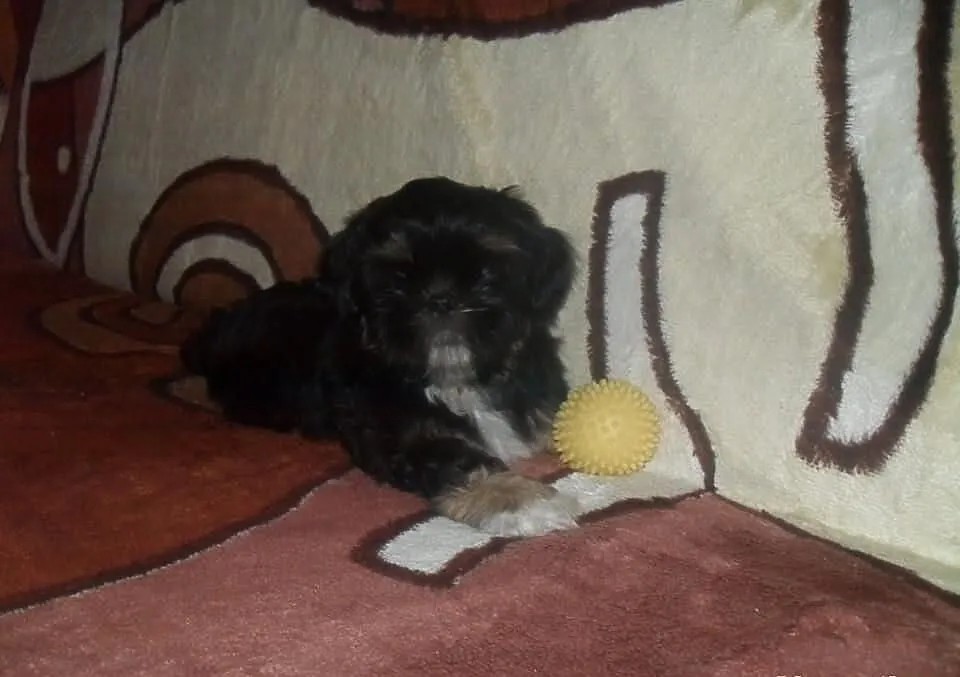 SHIH-TZU Czaro-biało-brązowy.Piesek