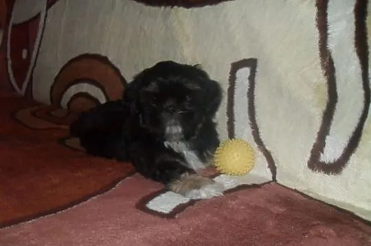 SHIH-TZU Czaro-biało-brązowy.Piesek