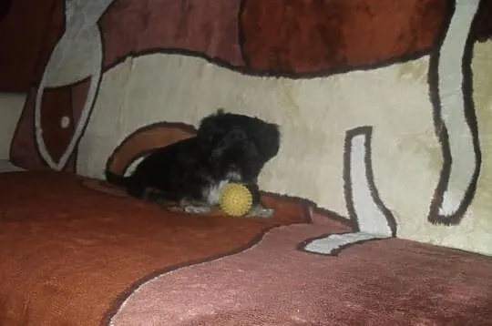 SHIH-TZU Czaro-biało-brązowy.Piesek